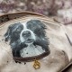 Nerka malowana Border Collie